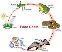 Food Chain A series of steps in which organisms transfer energy