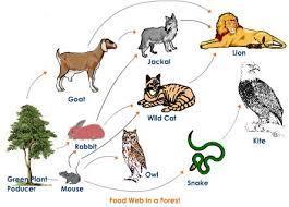 Food Web Links all the food chains in an ecosystem