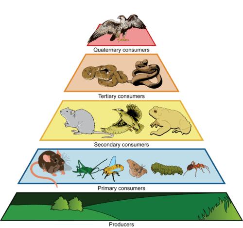 Trophic Level Each step in a food chain or food web Producers make up the first level Consumers make
