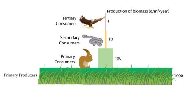 Biomass Pyramid Represents the amount of living organic matter at each trophic level Typically, the greatest