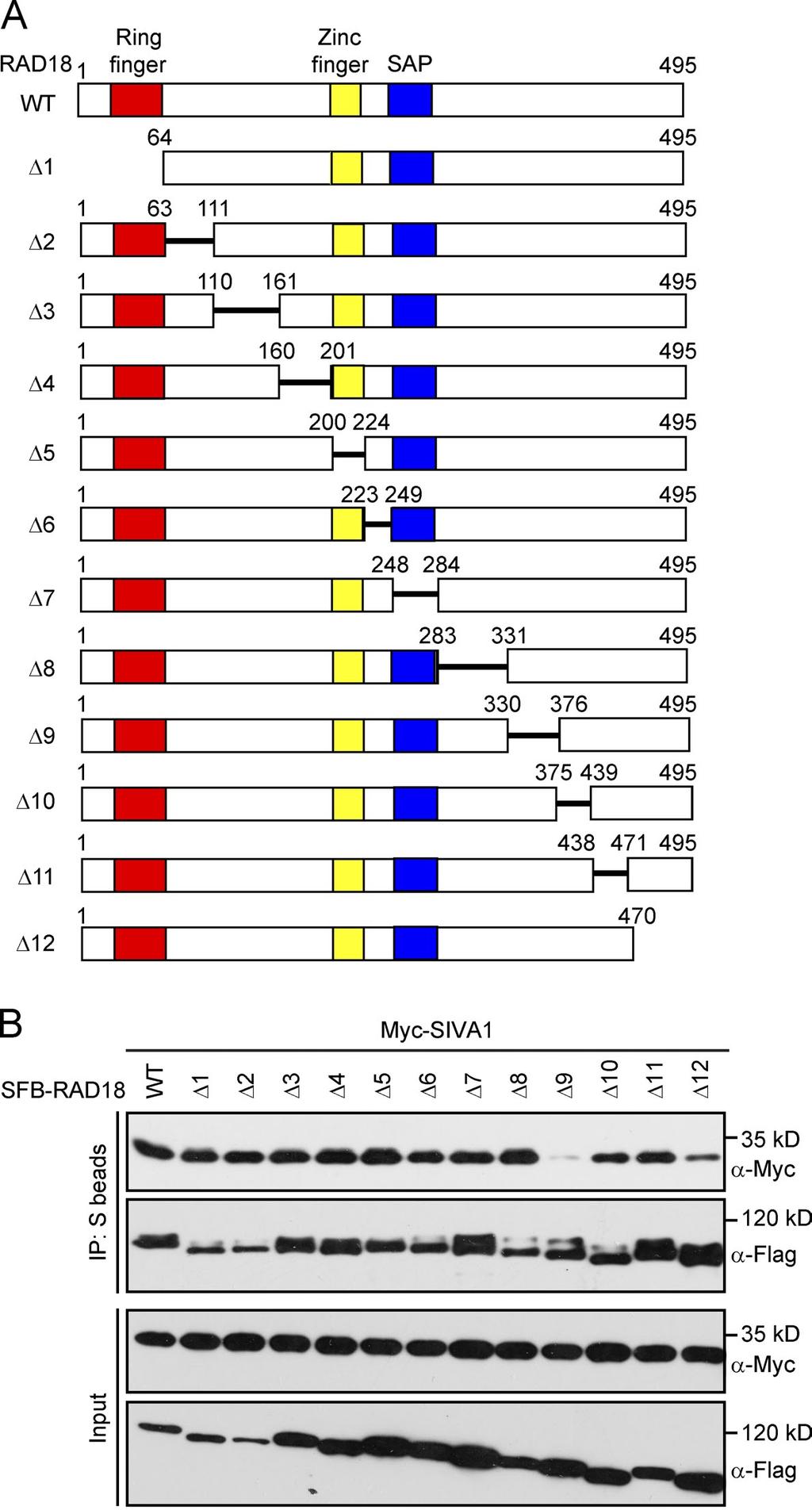 Figure S4. Residues 331 375 of RAD18 are responsible for SIVA1 binding. (A) Schematic representation of wild-type and deletion mutants of RAD18 used in this study.