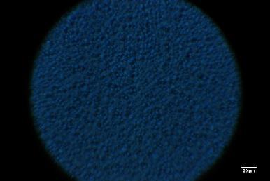 The optical microscope images show that there is ghost plating on the nitride layer where the laser