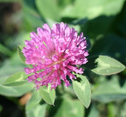 PGRs in Red Clover Seed Crops Given the success and widespread adoption of TE in grass seed crops, the question is whether this PGR has efficacy in clover seed