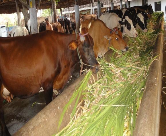 start livestock farming on the basis of