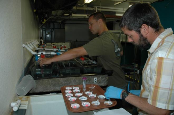 Larval Nutrition Project Winds Down With More Interesting Results s collaborative larval nutrition project with researchers from Oregon State (OSU), NOAA, USDA and UC Davis is winding down after