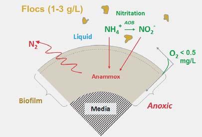 With MBBR, the reactions take place in different layers of biofilm on the AnoxKaldnes media.