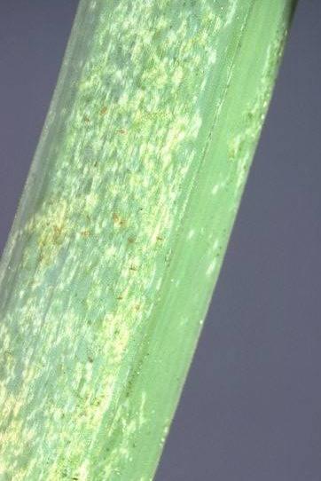 The onion thrips (Thrips tabaci Lindeman) belongs to the