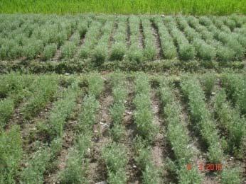 of Area Yield q/ha % farmers (ha) Demo Local increase Wheat (VL Gehu 829) Seed 12 1.0 24.