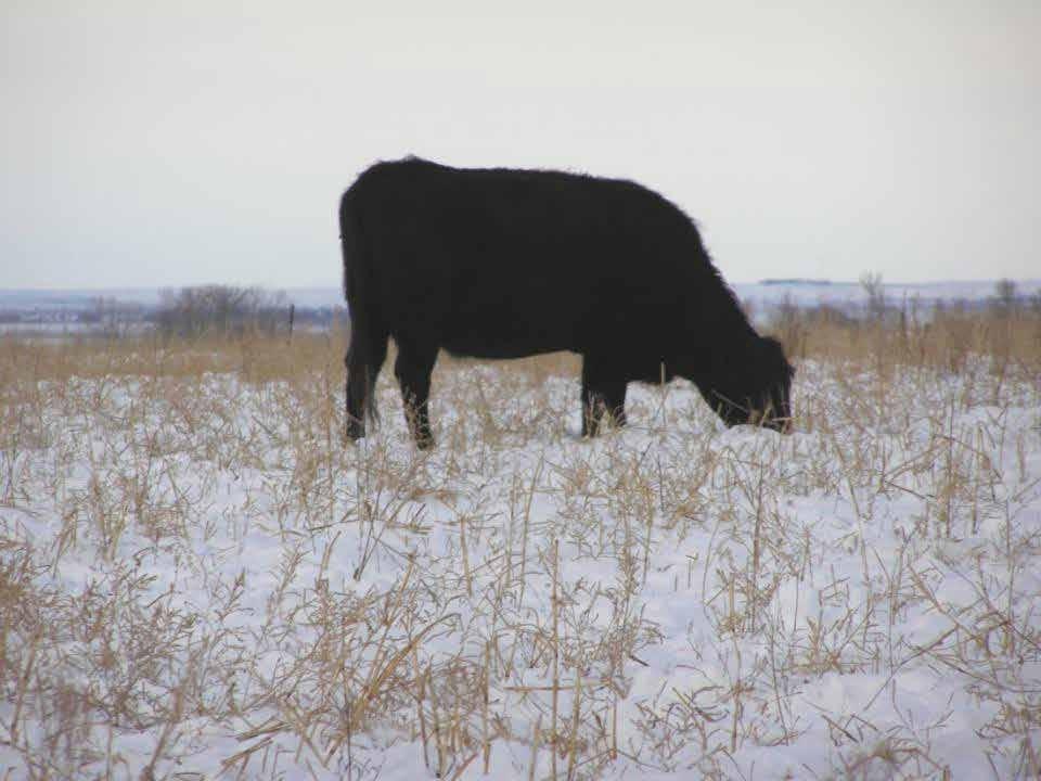 Turned in 350 dry cows on November 29, 2010