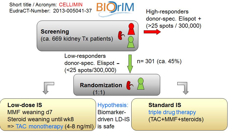 Figure 4: WEANING Study design CELLIMIN trial (WPII; FIH based trial using a biomarker as stratificator for IS): The CELLIMIN trial has been approved by the Voluntary-Harmonization