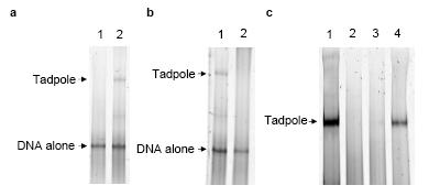 Supplementary Figure 1 Fusion protein expression, purification, and conjugation to DNA. a b c Synthesis of the LG tadpole.
