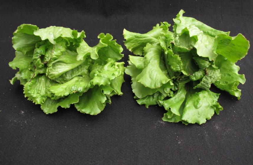 Lettuce Head weight (gr) 160 120 154.27 Timing of application: BBCH 15 80 108.