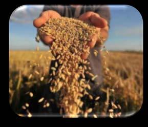 of grains harvest due climate stress and