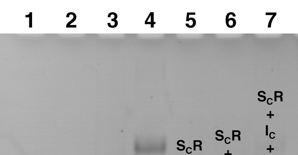 Figure S13. Native PAGE (12%) analysis. Lane 1: 2 µm strand S C at ph 7.5, lane 2: 2 µm strand I C at ph 7.5, lane 3: 2 µm S C R duplex at ph 7.