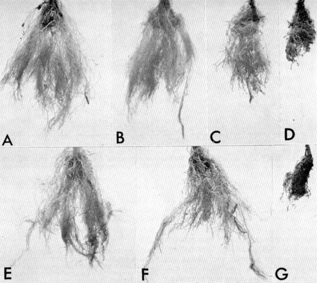 258 Journal o[ Nematology, Vol. 2, No. 3, July 1970 A B C D / Fro. 2. Root systems of 'Iceberg' chrysanthemum 6 weeks after single and combined inoculations. A. non-inoculated; B.