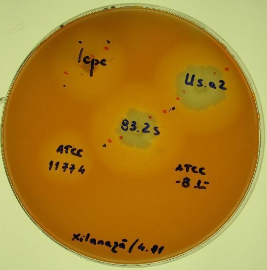 RESULTS AND DISCUSSION Primary screening of isolates The xylanolytic activity was detected based on the clear zones of hydrolysis of xylan around the microbial colonies.