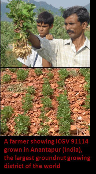 138 ICRISAT bred groundnut varieties were released in 36 countries of Asia and Africa Conventional breeding