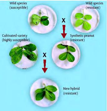 cultivated varieties resulted in a genetic bottleneck for breeding Objectives: Overpass a technical limitation Bring new alleles to the peanut crop Identify