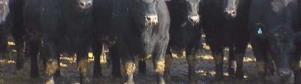 Feeder Cattle Price Fed Cattle Value Carcass Value (Wt.