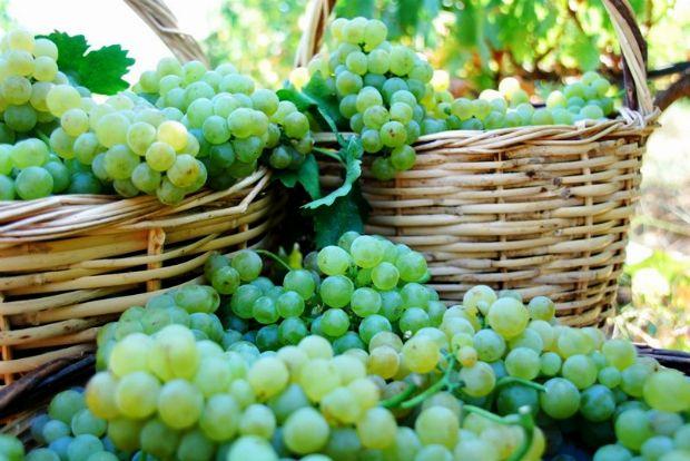 CONSUMERS PURCHASING BEHAVIOUR PATTERNS REGARDING ORGANIC WINE IN A CONVERGENCE E.U. REGION: THE CASE OF THE REGION OF EAST MACEDONIA AND THRACE IN GREECE. Dr.