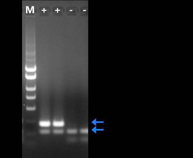 Figure 1: A representative 1X TAE, 1.4 % agarose gel showing the amplification of CCCVd at different concentrations.