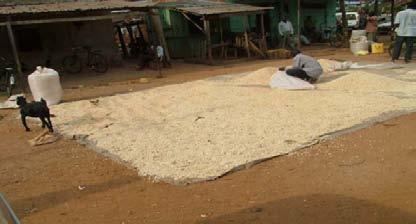 Fig. 10 Drying maize grains on polyethylene sheet in eastern part of