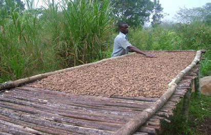 shelling, threshing and winnowing makes them much more vulnerable to