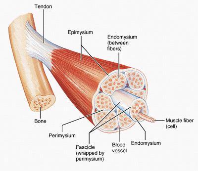 Aalborg University 1.8 PRINCIPLES OF SKELETAL MUSCLE The human body harbours two sorts of muscle tissue, smooth and skeletal muscle, being the later the focus of this research.