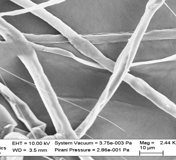 Aalborg University Figure 3.6. Left: SEM Image of PCL-shell and PEO/C2C12 cells core electrospun fibres.