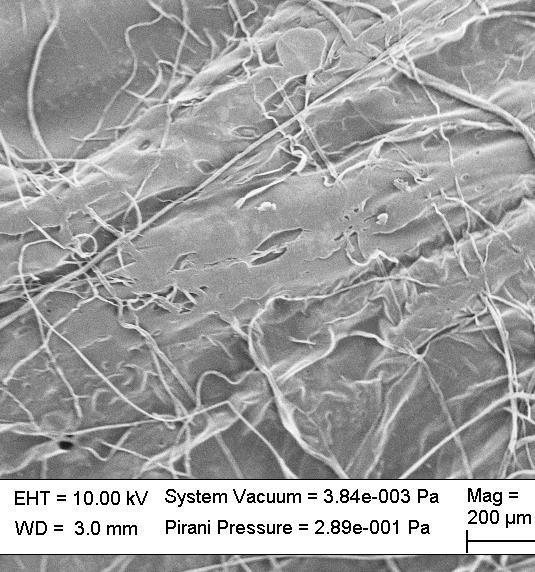 Aalborg University Further Characterization of Scaffold Seeding For a better description, SEM pictures were taken in order to visualize the aspect of the cell-free scaffold of PCL/PEO-NaA fibres