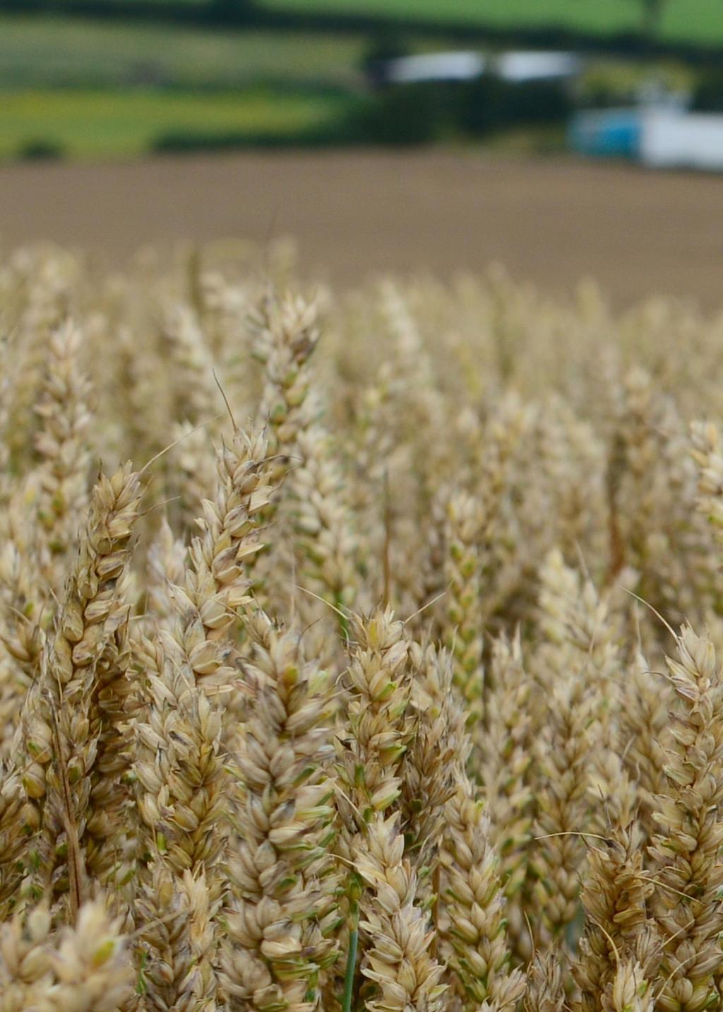 BEYOND THE NUTRIENT VALUE Global trial results showed that small grains such as wheat and barley had greater yields when was applied as a K source on sulphur-deficient soils: yield was improved on
