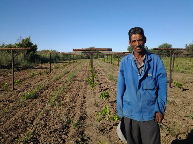 Employee Shareholding Initiatives Eksteenskuil grape project: 103 permanent new jobs created. Funded by Jobs Fund.
