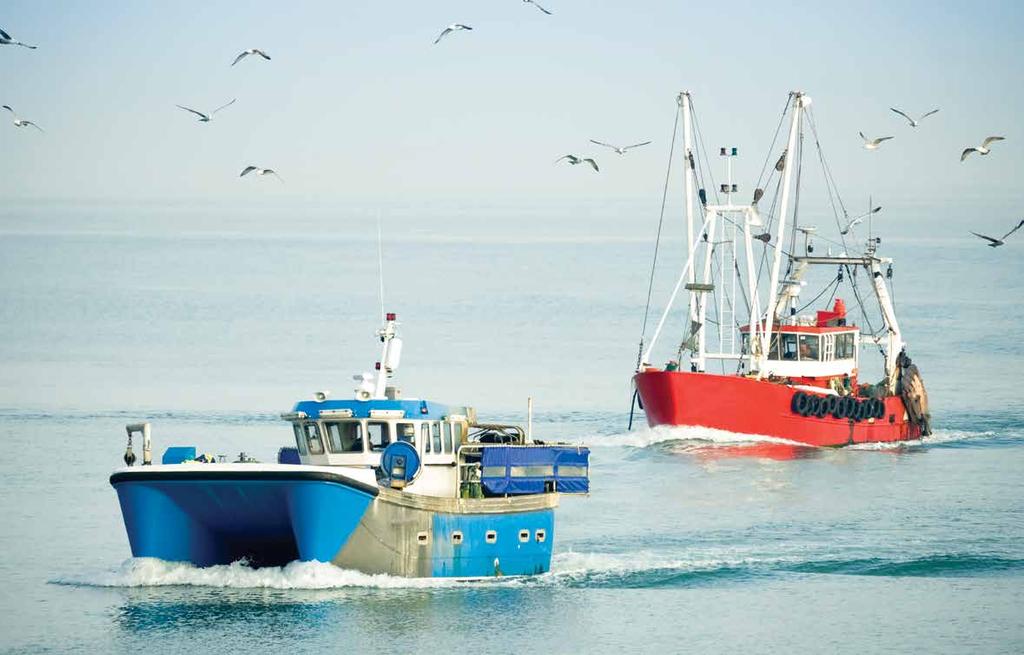 FIP (FISHERY IMPROVEMENT PROJECT) A FIP is an alliance of wild-caught-seafood buyers, suppliers and producers, working together to improve specific fisheries by encouraging