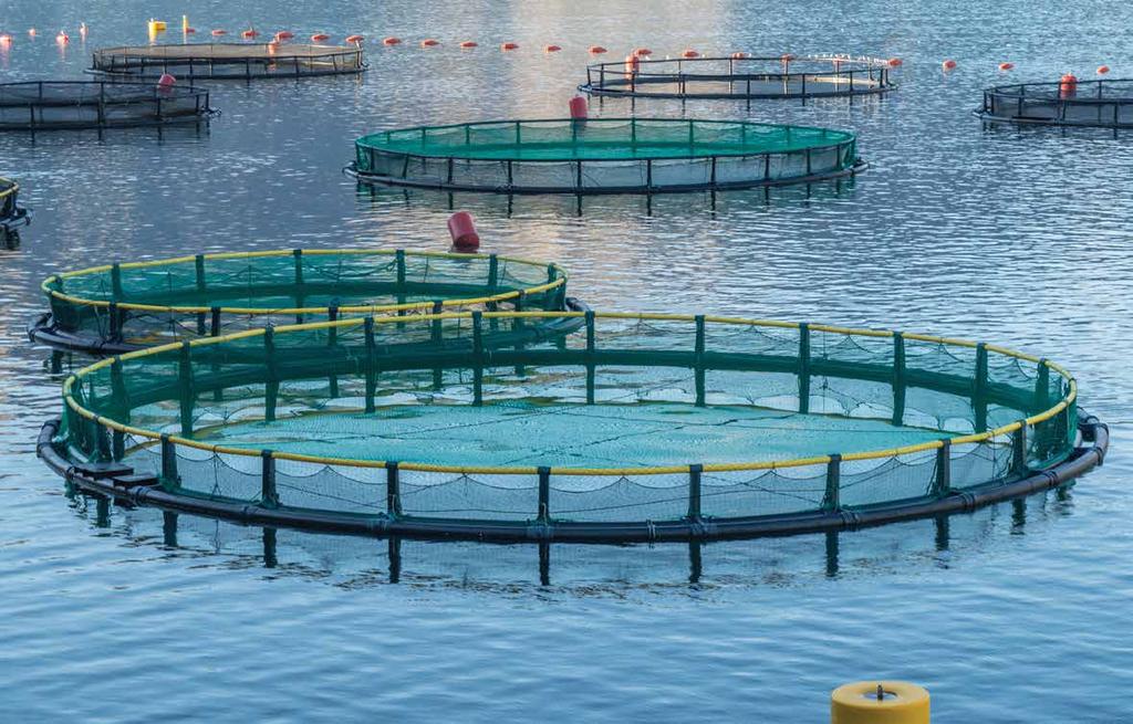 BAP BEST AQUACULTURE PRACTICES (FARMED) 9 The Global Aquaculture Alliance coordinates the development of Best Aquaculture Practices (BAP) certification standards in seafood for farms, feed mills,