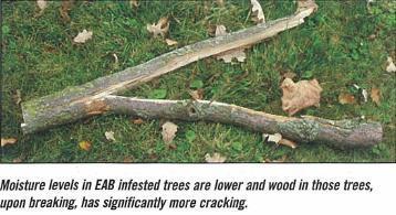 healthy trees EAB trees had more wood cracking