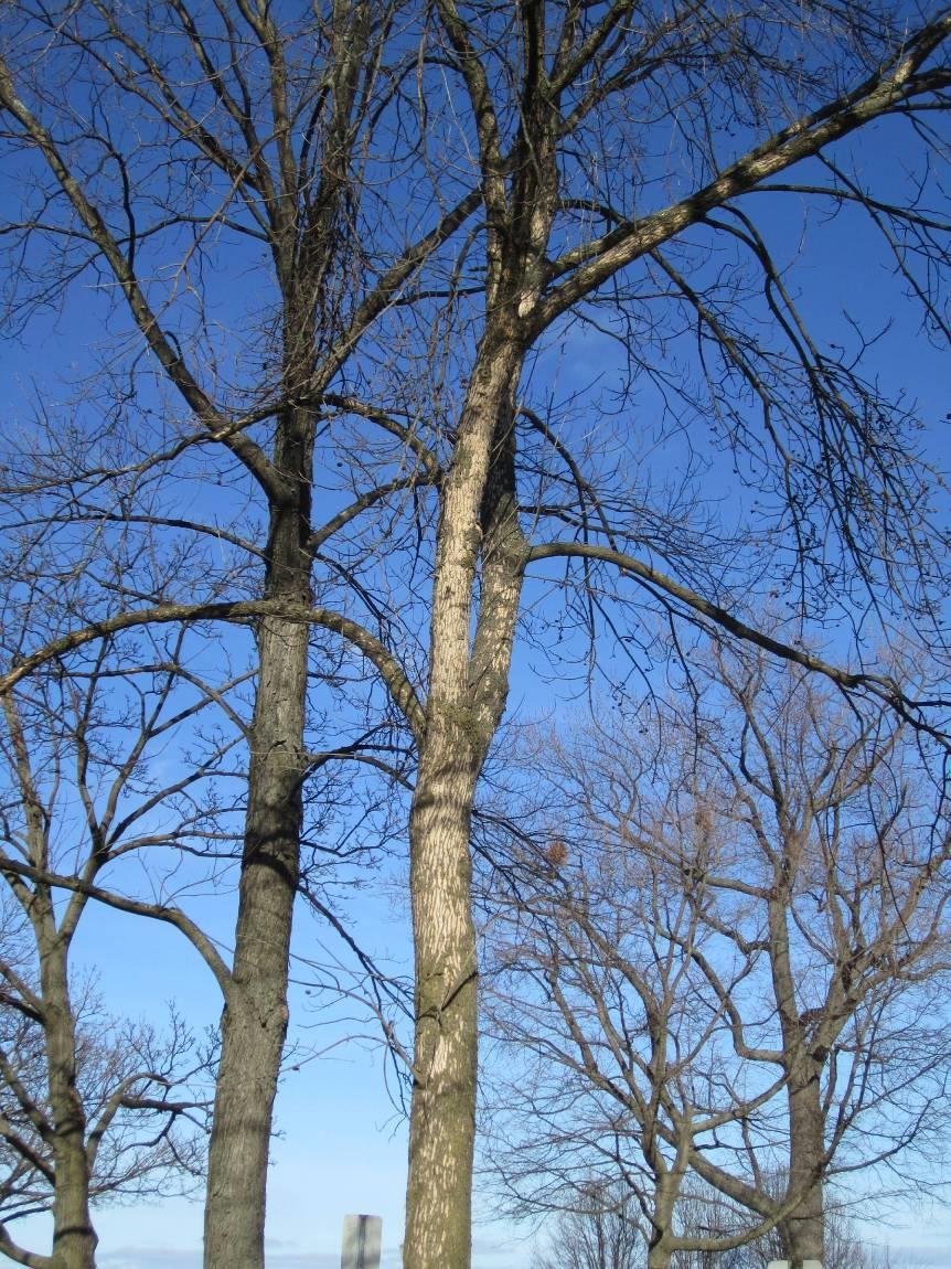 EAB and Wood Strength EAB infested trees are losing strength even if no other visual hazards are