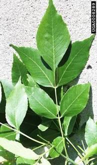 types of ash trees,