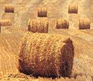 Manure Energy crops Agricultural residues