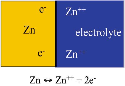 Why metals don t dissolve Zn in electrolyte Dissolution creates Zn ++ ion in