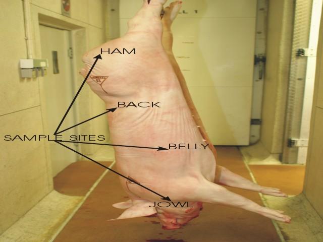 Page 3 of 12, 17/10/08 Diagram B: Recommended sampling sites for pigs Diagram C: