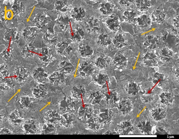 The scale bar is 1 μm for each SEM. The hematite nanorods mainly grew inside the holes on the FTO surface (red arrows); no hematite nanorods were observed on the SiO 2 -covered region.