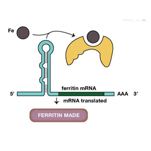 High iron conditions decrease the binding affinity of IRPs to IRE,