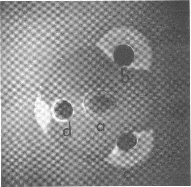 410 CETIN J. BACTERIOL. FIG. 3. Inhibition of delta hemolysis of Staphylococcus aureus by the dense red band on human blood agar. Colony a: S.