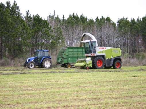 Chopping or Baling Either system is good for producing high quality forage.