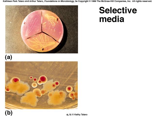 Media that are both selective and differential Mannitol salts agar Selective for halotolerant bacteria, like Staphylococcus Differentiates