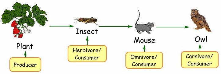 Ecology: Chapter 3 1. What is the primary energy source for all life on earth? The sun 2. Label each of the following as a producer or a consumer.