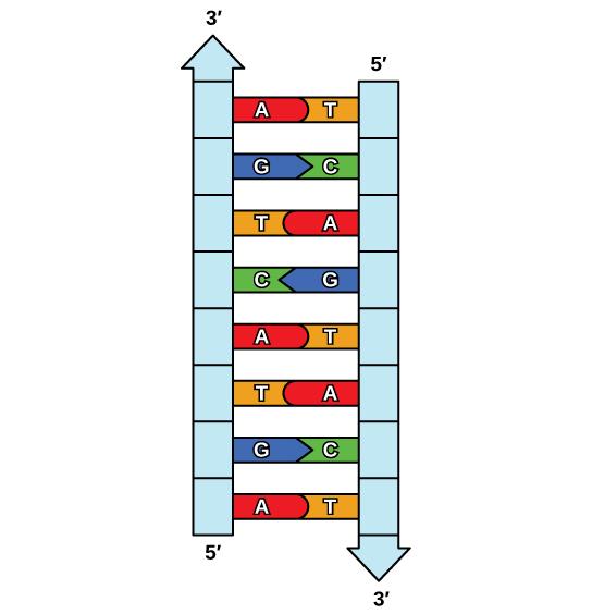 OpenStax-CNX module: m45475 2 Figure 1: The two strands of DNA are complementary, meaning the sequence of bases in one strand can be used to create the correct sequence of bases in the other strand.