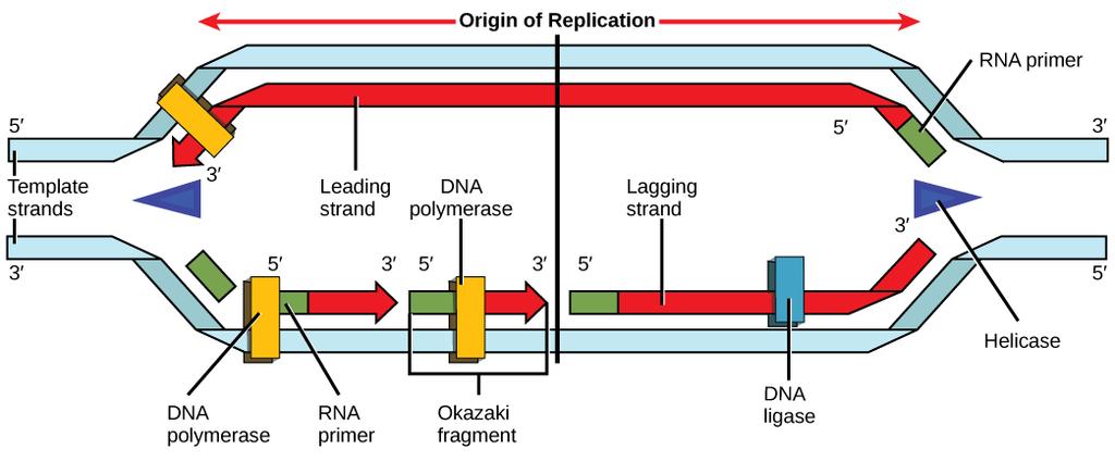OpenStax-CNX module: m45475 5 Figure 3: A replication fork is formed by the opening of the origin of replication, and helicase separates the DNA strands.