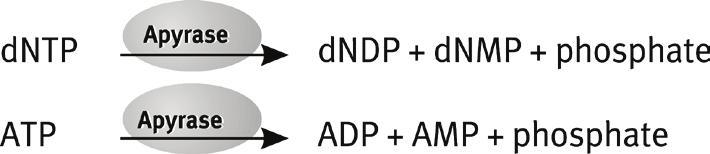 General Description 5. ATP sulfurylase quantitatively converts PPi to ATP in the presence of adenosine 5' phosphosulfate. 6.