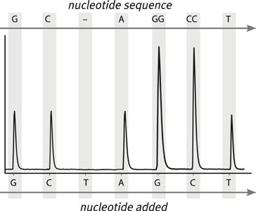 Light is detected using charged coupled devices (CCDs) and seen as a peak in the Pyrogram. Each light signal is proportional to the number of nucleotides incorporated. 7.
